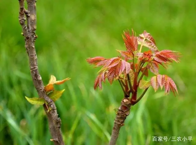 学种植芽苗菜技术_草芽种植要求_芽草种植技术