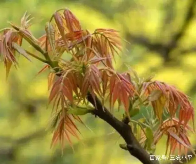 草芽种植要求_学种植芽苗菜技术_芽草种植技术