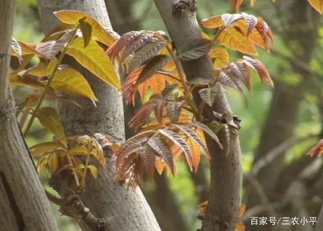 芽草种植技术_学种植芽苗菜技术_草芽种植要求