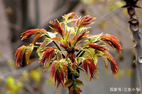 学种植芽苗菜技术_芽草种植技术_草芽种植要求