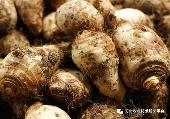 种植技术芽菜_芽草种植技术_学种植芽苗菜技术