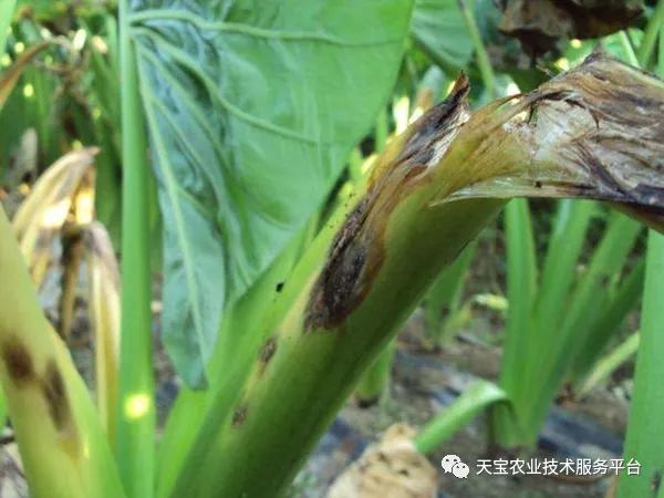 种植技术芽菜_芽草种植技术_学种植芽苗菜技术