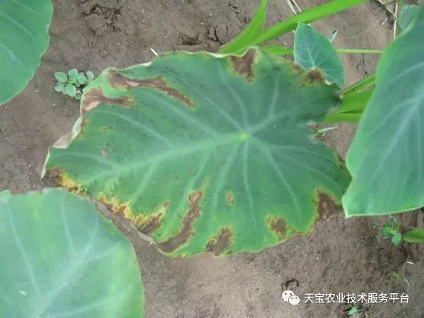 学种植芽苗菜技术_种植技术芽菜_芽草种植技术