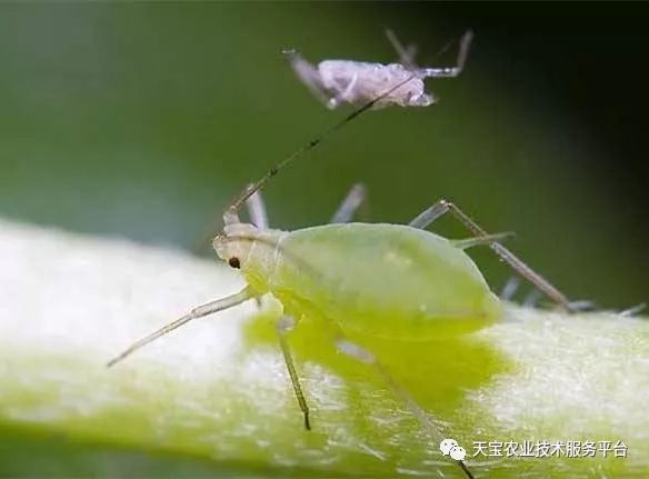 种植技术芽菜_芽草种植技术_学种植芽苗菜技术