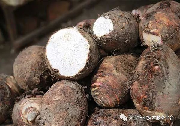 芽草种植技术_种植技术芽菜_学种植芽苗菜技术