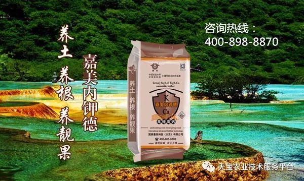学种植芽苗菜技术_种植技术芽菜_芽草种植技术
