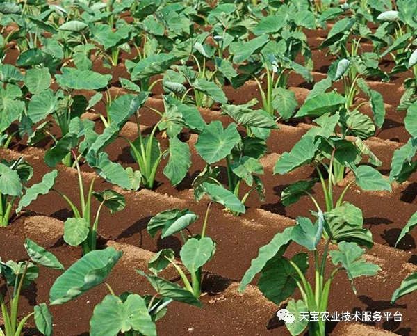 学种植芽苗菜技术_芽草种植技术_种植技术芽菜