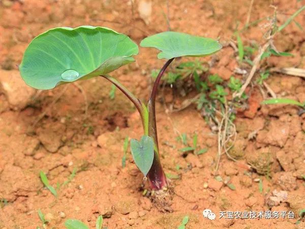 芽草种植技术_种植技术芽菜_学种植芽苗菜技术