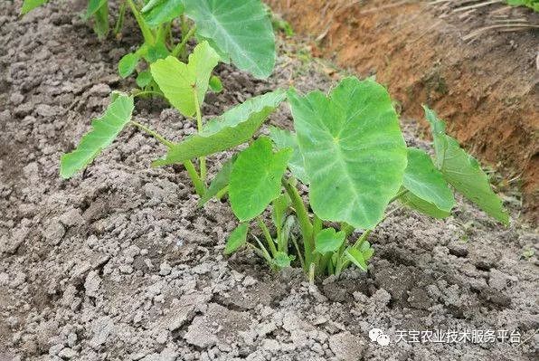 学种植芽苗菜技术_芽草种植技术_种植技术芽菜
