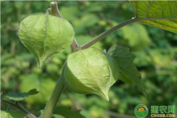 菇娘怎么种植？菇娘高效种植技术要点-图片版权归惠农网所有