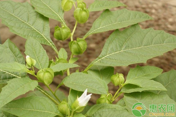 菇娘怎么种植？菇娘高效种植技术要点-图片版权归惠农网所有