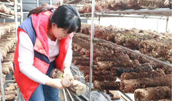 青岛莱西市赵美娜：蹚出蘑菇种植致富路 | 新浪