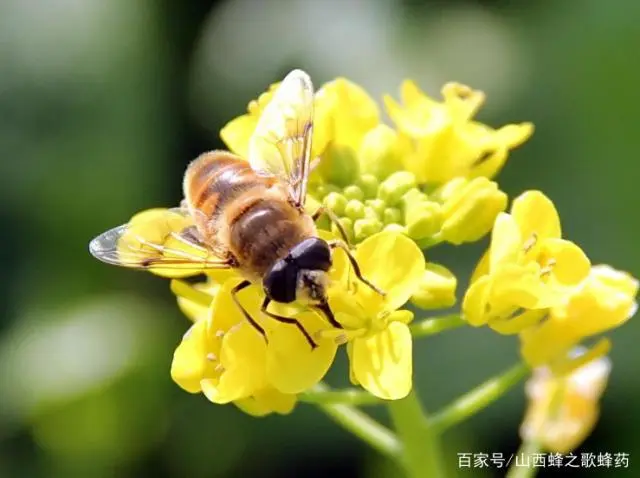 密峰养殖_蜜峰养殖技术_蜜峰养植技术