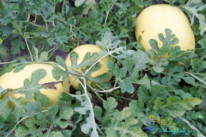 种植西瓜致富视频_致富经西瓜种植视频_西瓜种植铺就致富路