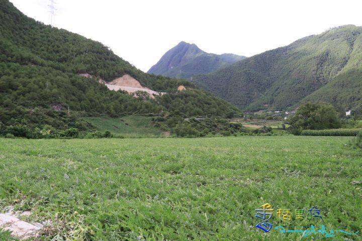 西瓜种植铺就致富路_致富经西瓜种植视频_种植西瓜致富视频