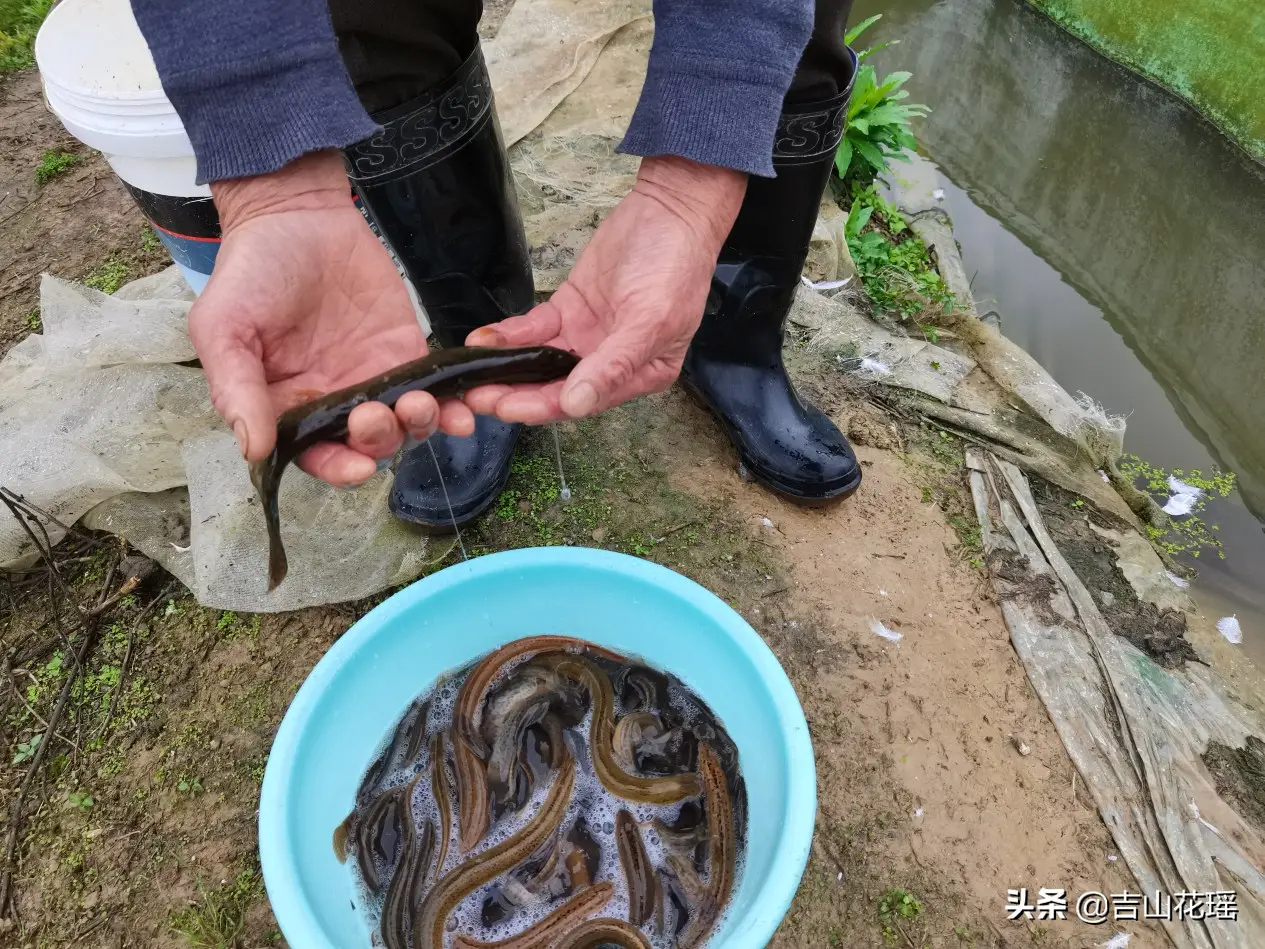 浙江衢州稻鳅共生生态种养模式与技术分析