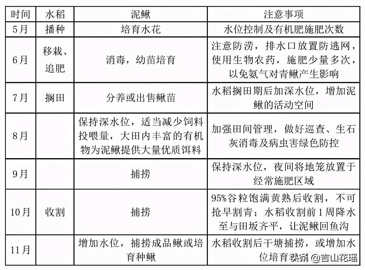 养殖水花泥鳅技术要求_泥鳅水花养殖技术_养殖水花泥鳅技术视频