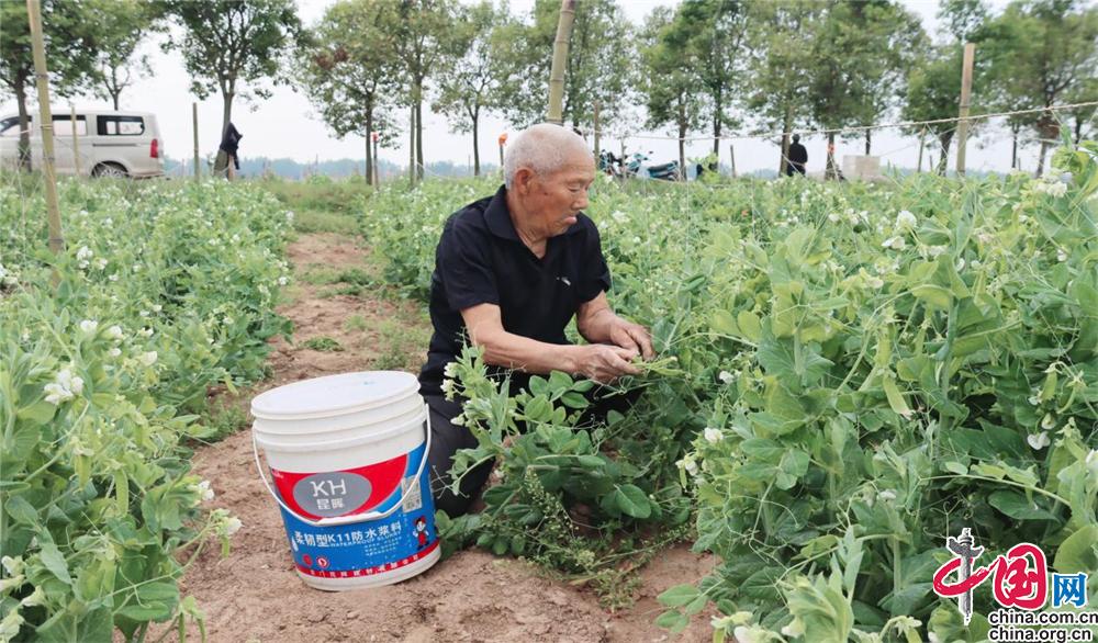 河南黄精种植致富_河南黄精种植致富_河南黄精种植致富