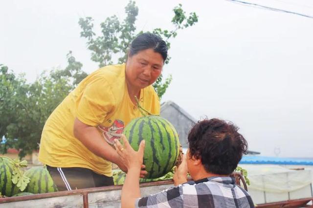 种植西瓜致富视频_西瓜种植铺就致富路_视频致富西瓜种植教程