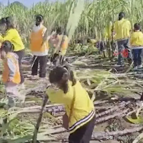 阜阳种植甘蔗致富_阜阳哪里有种甘蔗_安徽甘蔗种植基地