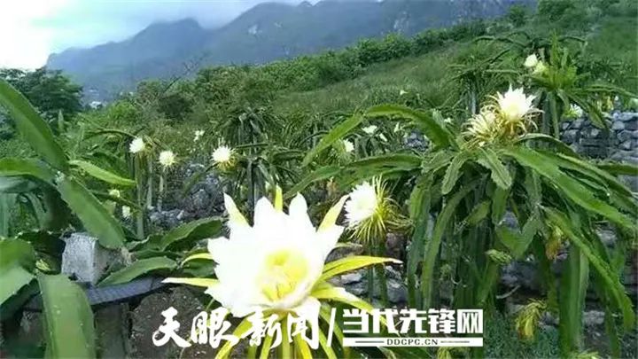 悬崖种植致富经_悬崖村致富路_悬崖村庄种子