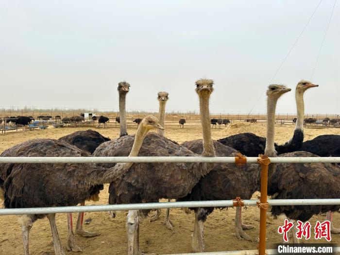 未来，丁福民计划把新疆轮台县鸵鸟养殖基地打造成人们旅游打卡的景点。　李新芳 摄