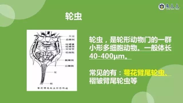 叉尾水花养殖技术_叉尾水花大量死亡是什么原因_叉尾养殖视频教程