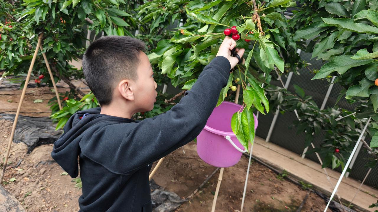 樱桃种植新技术视频_视频种植樱桃技术新颖_种植樱桃苗视频