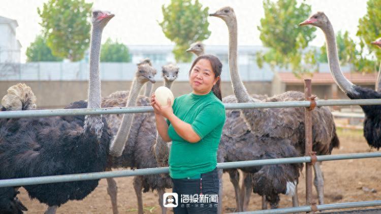 致富经｜①扎根日照18年，“鸵鸟姐姐”刘春兰靠养鸵鸟年入百万