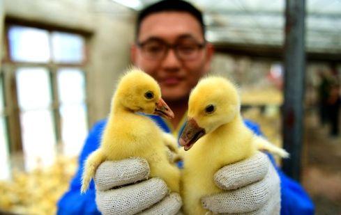 红毛鸭养殖技术_鸭养殖技术与疾病防治_鸭养殖的技术及用药