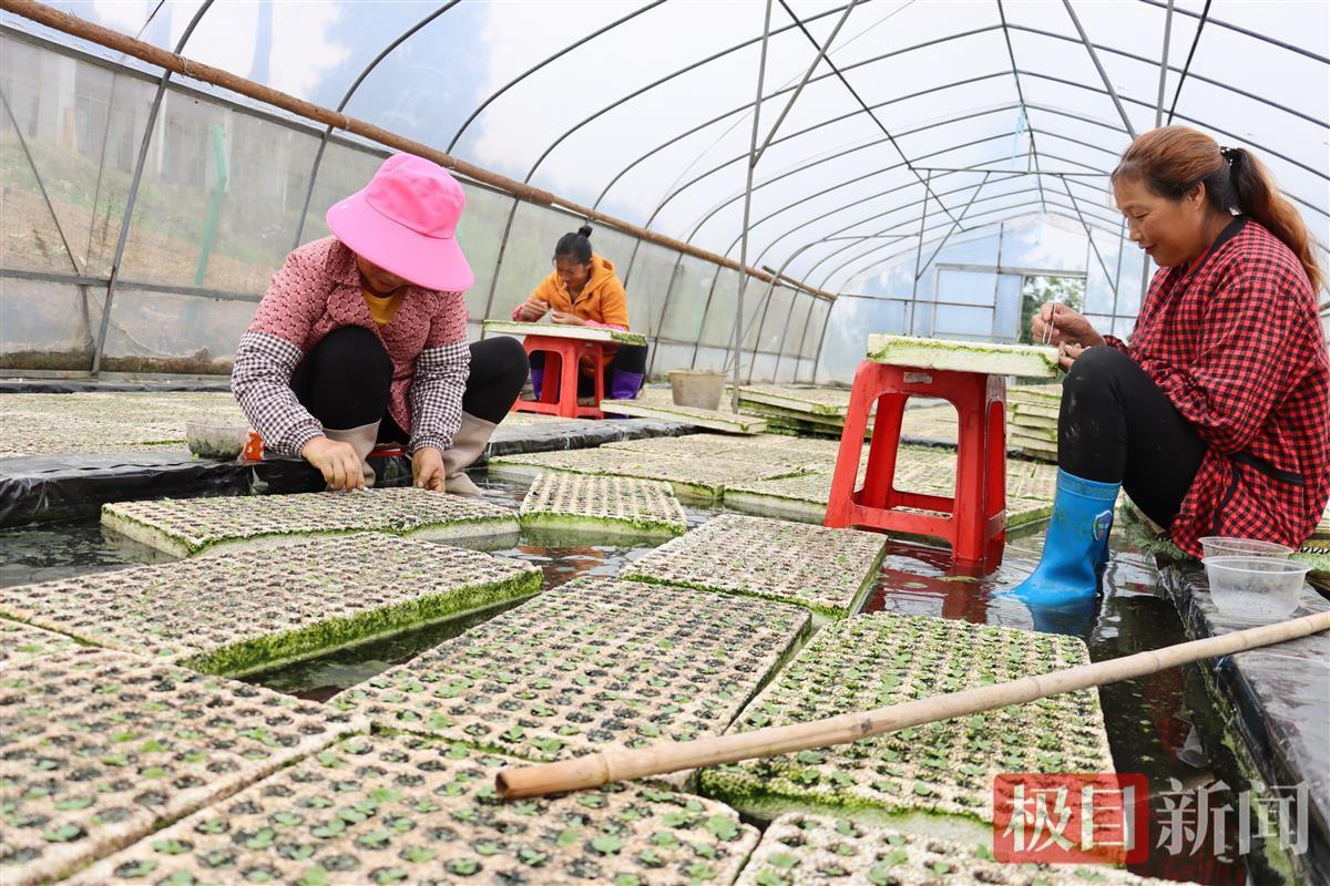 致富赚钱门路_致富赚钱的小型机器_致富经一亩能赚多少钱