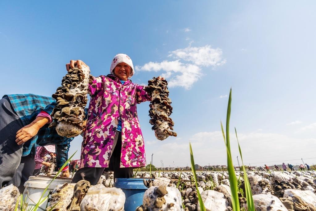 阜阳种植甘蔗致富_安徽甘蔗种植_致富甘蔗种植阜阳地址