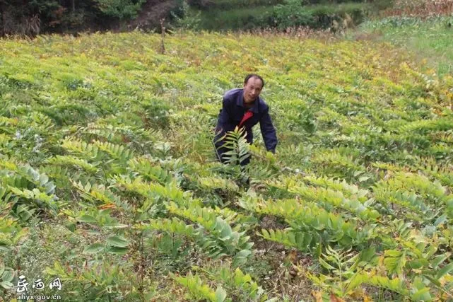 九年磨“一剑”，闵山黄精种植户庆丰收