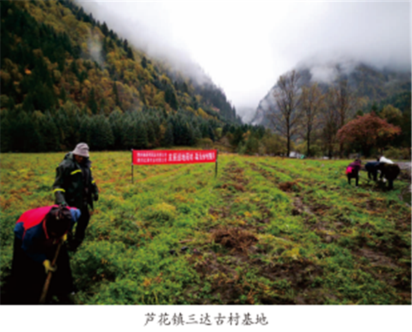 致富药材种植建设项目招标_致富药材种植建设项目介绍_种植药材 致富项目建设