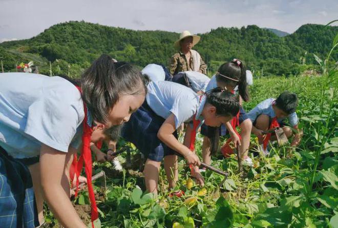 阜阳种植甘蔗致富_阜阳甘蔗批发价格_阜阳哪里有种甘蔗