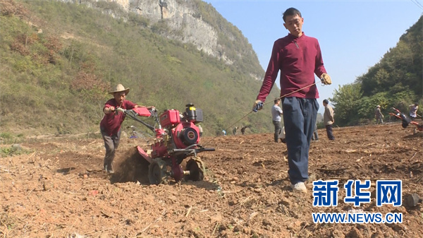 贵州纳雍：发展黄精生态示范种植带动农民增收