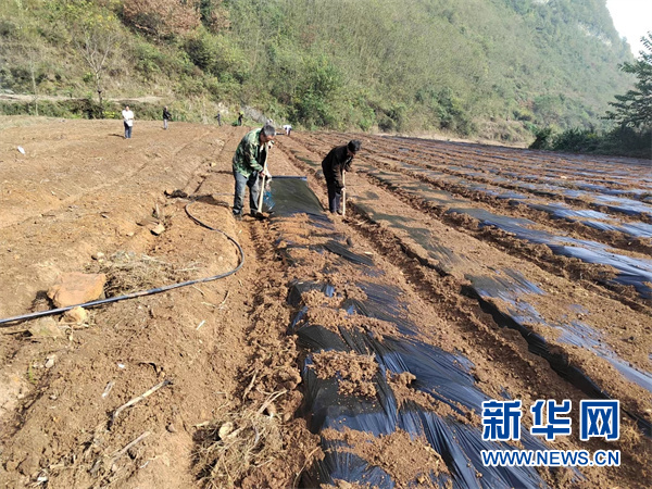 河南黄精种植致富_河南黄精种植致富_河南黄精种植致富