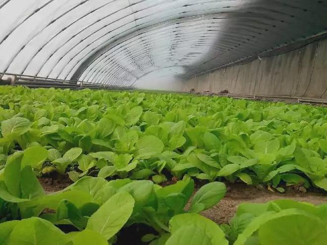 在农村搞蔬菜种植怎么样_农村种植蔬菜能致富吗知乎_可种植蔬菜