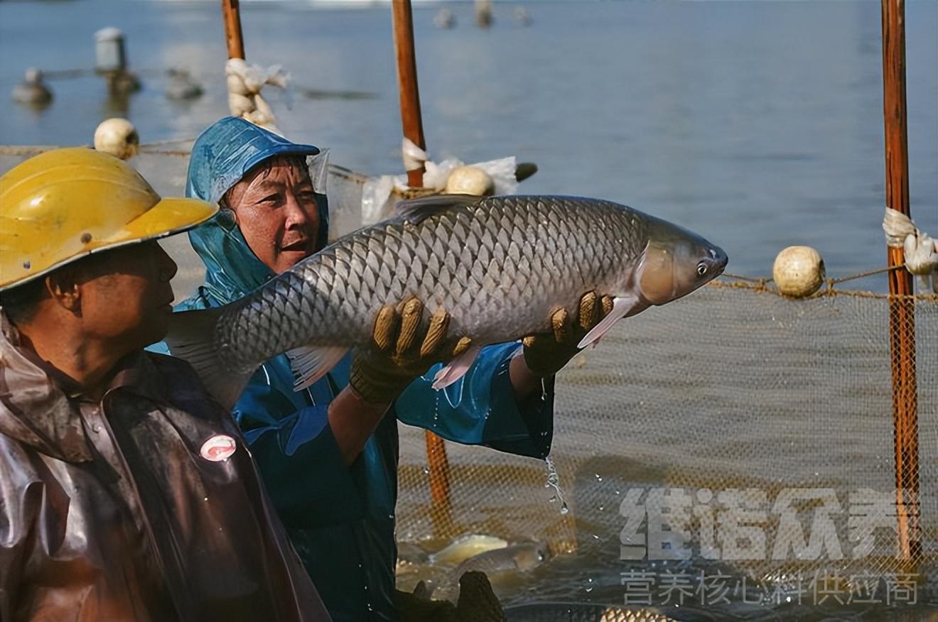 养殖草鱼技术视频_草鱼养殖技术_草鱼养殖技术与利润