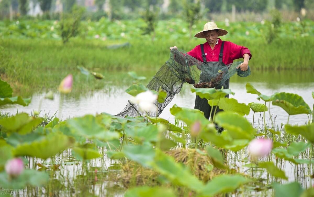 草鱼养殖技术_养殖草鱼技术要求_养殖草鱼技术大全