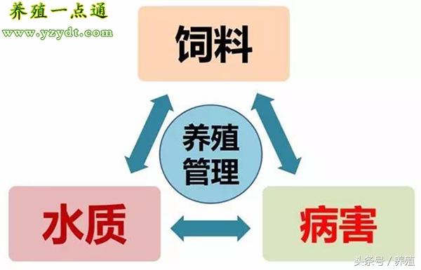 草鱼养殖技术与利润_草鱼养殖技术_养殖草鱼技术视频