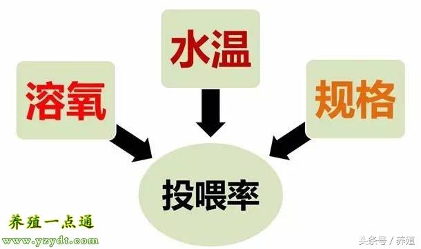 草鱼养殖技术与利润_养殖草鱼技术视频_草鱼养殖技术