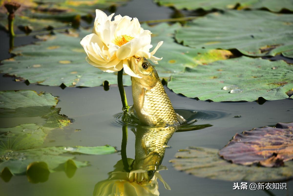 养殖草鱼技术与管理_草鱼养殖技术_养殖草鱼技术大全