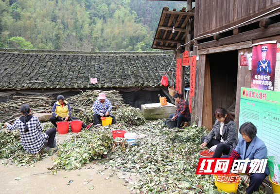 大血藤种植致富_大血藤栽培技术_致富种植大血藤图片