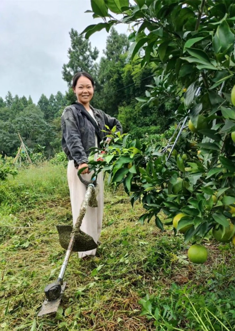 大的柑橘种植技术视频_视频柑橘种植技术大师_视频柑橘种植技术大全图片