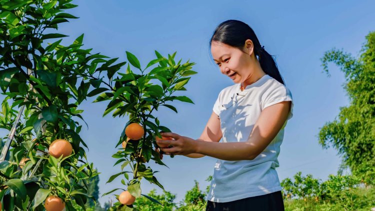 大的柑橘种植技术视频_视频柑橘种植技术大全图片_视频柑橘种植技术大师