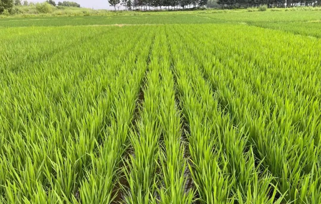 泥鳅种植莲藕养套技术与管理_种植莲藕套养泥鳅技术_泥鳅和莲藕套养技术