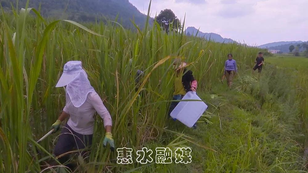 惠水濛江街道：茭白田里的致富经