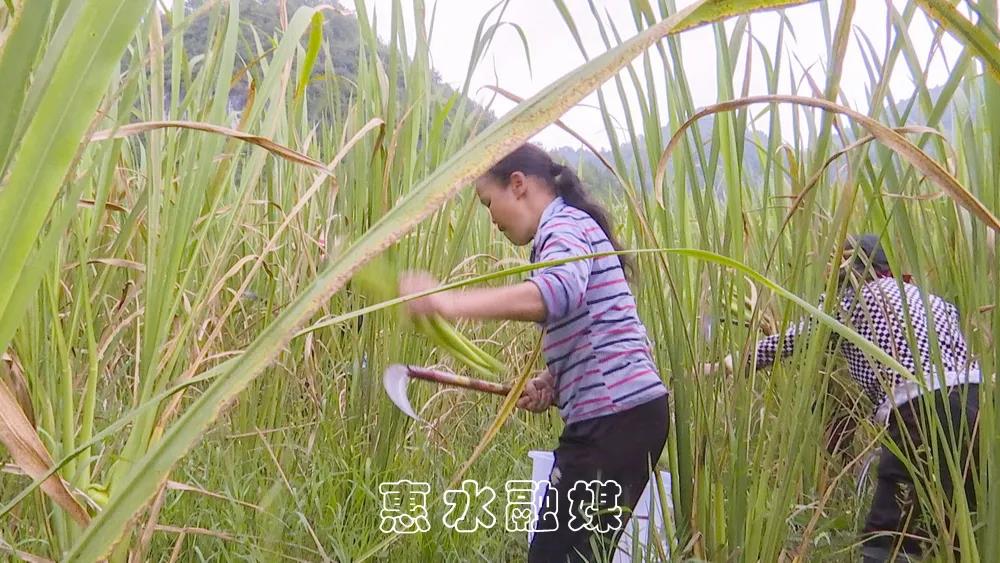 茭白种植致富_致富种植茭白视频_致富种植茭白怎么样