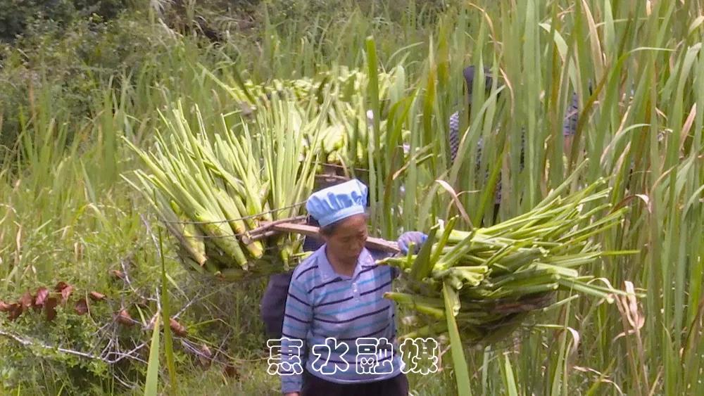 致富种植茭白怎么样_茭白种植致富_致富种植茭白视频